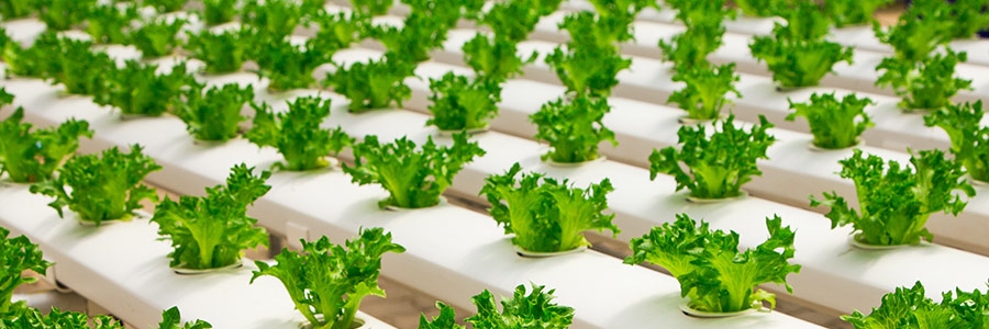 What Is Hydroponic Gardening?