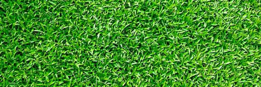 How to Keep Your Lawn Green and Your Neighbors Jealous