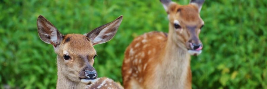 Deer-Resistant Garden Design