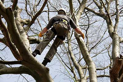 Tree Removal Glasgow