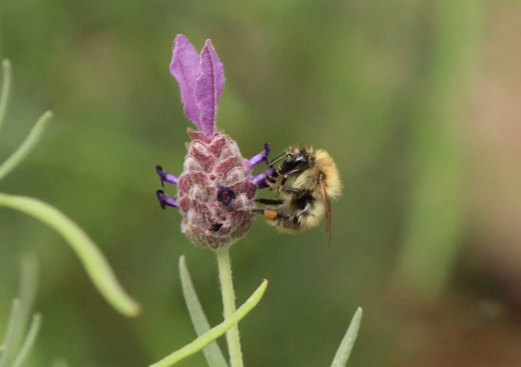 Bee on lavender