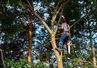 Tree surgeon Glasgow