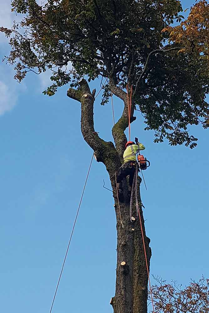 Tree Surgeons Glasgow