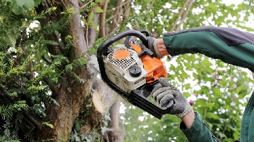 Tree Surgeon Picture
