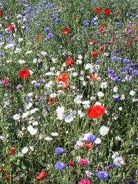 Wildflower Mixes