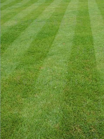 Fine Lawn Seed