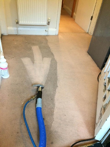 carpet