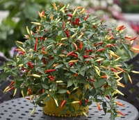 Chilli pepper Basket of Fire