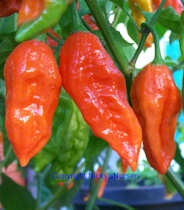 Chilli pepper Bhut Jolokia