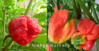 Chilli Trinidad Scorpion