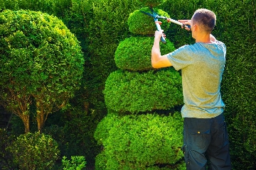 Hedge trimming service-Cheltenham.