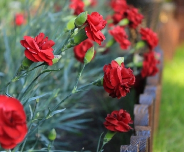 Our Dianthus plants