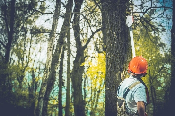 Tree Surgeon Gloucester-Assessment.