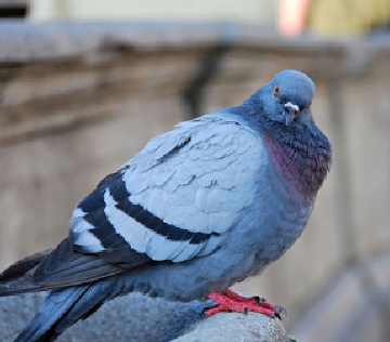 Pigeon