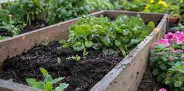 In Ground Worm Composters Turn Dirt into Dinner for Plants