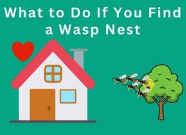 What to Do If You Find a Wasp Nest
