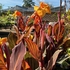 Bespoke Powder-coated Steel Planter