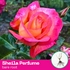 1-6 potted roses delivery with DPD