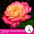 Rose Sheila Perfume