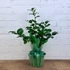 Mothers Day Camellia Plant