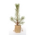 Red Lemon Tree Gift