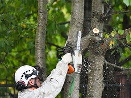 https://kennewicktreeservice.com/ website