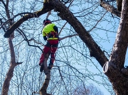 https://rapidcitytreepros.com/ website