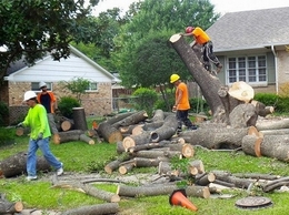 https://www.carmelintreeservice.com/ website