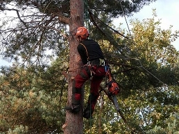 https://www.treeservicegreenwood.com/ website