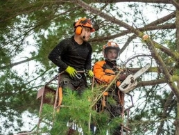 https://treesurgeon-doncaster.co.uk/ website