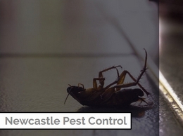 https://www.newcastlepestcontroller.co.uk/ website