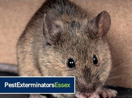 https://www.pestexterminatorsessex.co.uk/ website