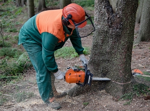 https://treeservicesslc.com/ website