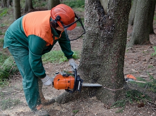 https://treeremovalsanmateo.com/ website