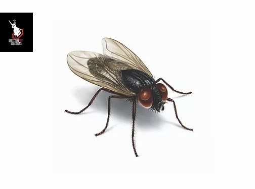 https://www.effectivepestsolutions.co.uk/ website