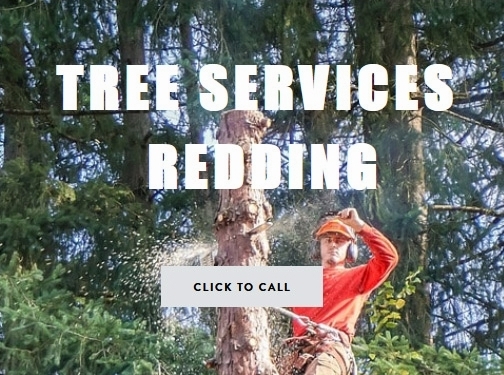 https://www.treeservicesredding.com/ website