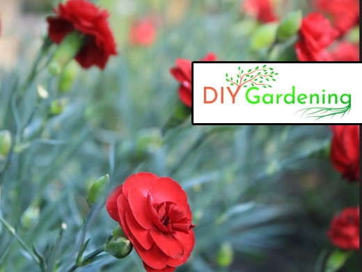 https://diygardening.co.uk/ website