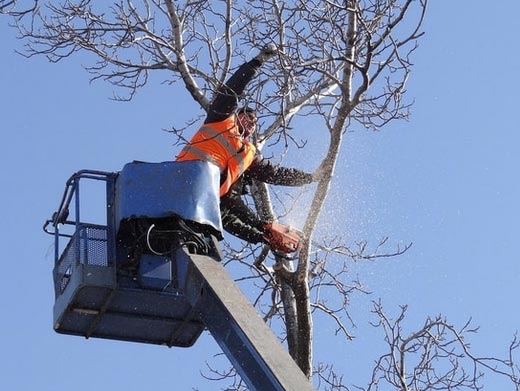 https://www.treeservicewheaton.com/ website