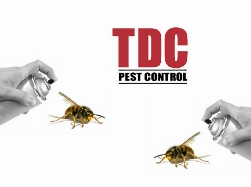 https://www.tdcpestcontrol.co.uk/ website