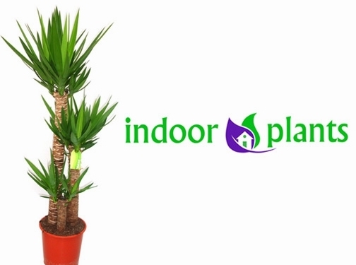 https://officeplants.co.uk/ website