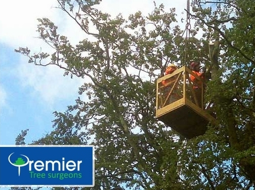 https://premiertreesurgeons.com/ website