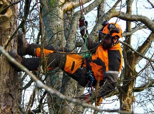 https://www.arborist-direct.co.uk/ website