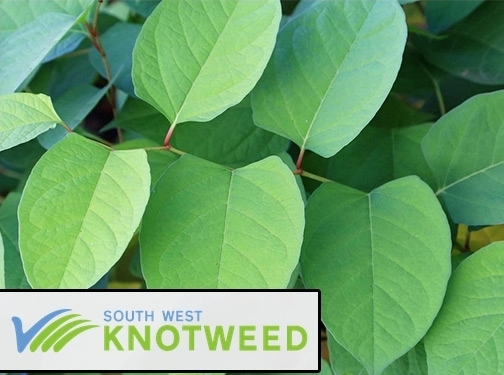 https://www.southwestknotweed.co.uk/ website