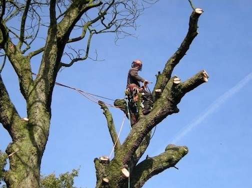 https://www.chester-tree-surgeon.co.uk/ website