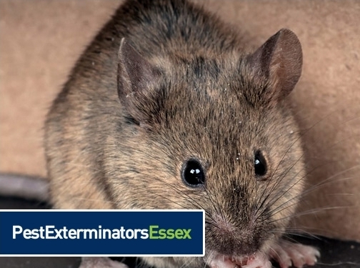 https://www.pestexterminatorsessex.co.uk/ website